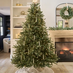 Classic Blue Spruce trees